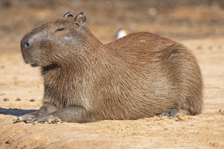 <p>Comon Name: Capybara </p><p>Order: Rodentia </p><p>Family: Caviidae </p>