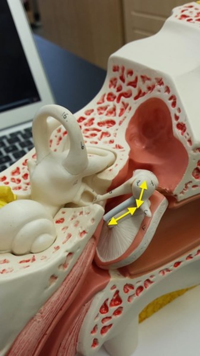 <p>What part of the ear is this? Hint: MISO - (Part Of Auditory Ossicles)</p>