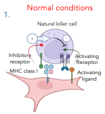 <p><strong><u>contain an inhibitory &amp; activating receptor</u></strong></p><ul><li><p>inhibitory receptor bind MHC I receptors</p></li><li><p>this suppresses the activity of the NK cell</p></li></ul><p></p>