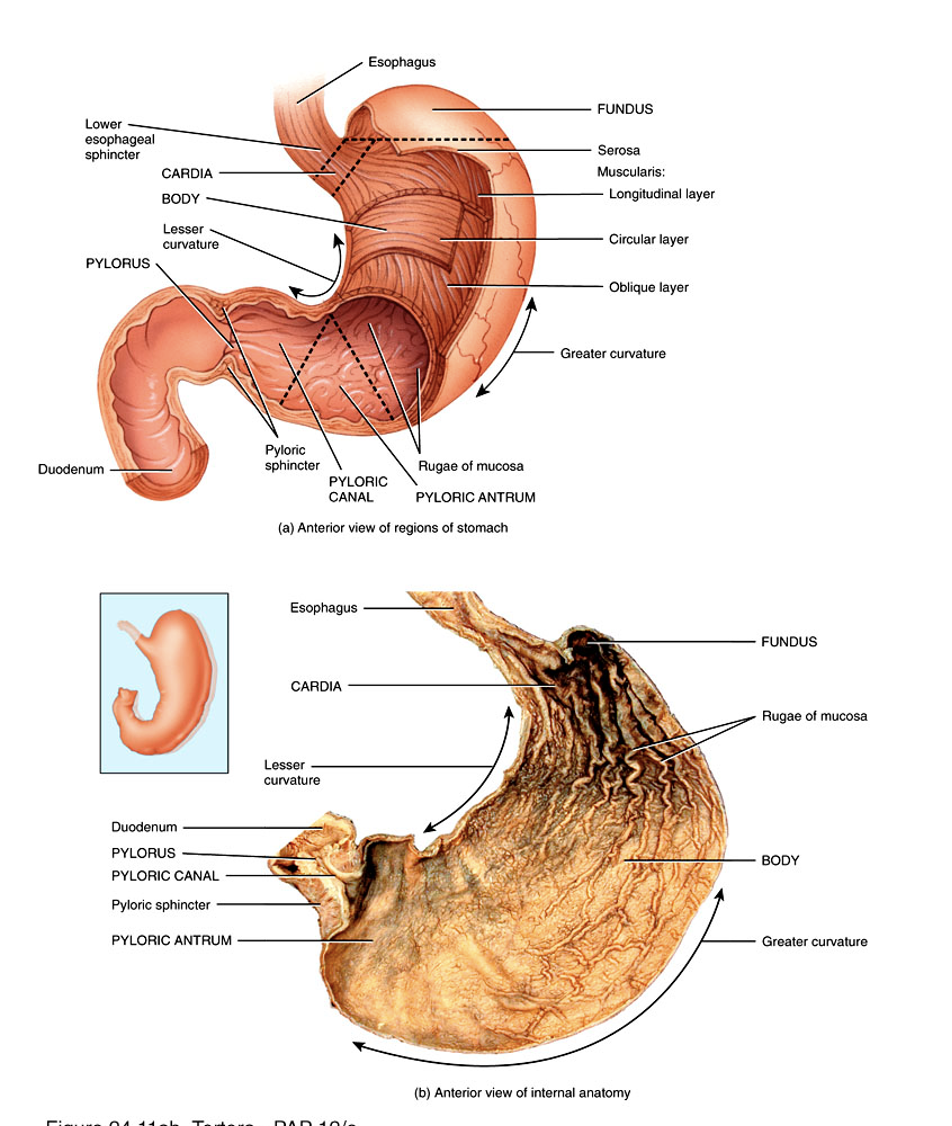 <ul><li><p>cardia</p></li><li><p>fundus</p></li><li><p>body</p></li><li><p>pylorus</p></li></ul><p></p>