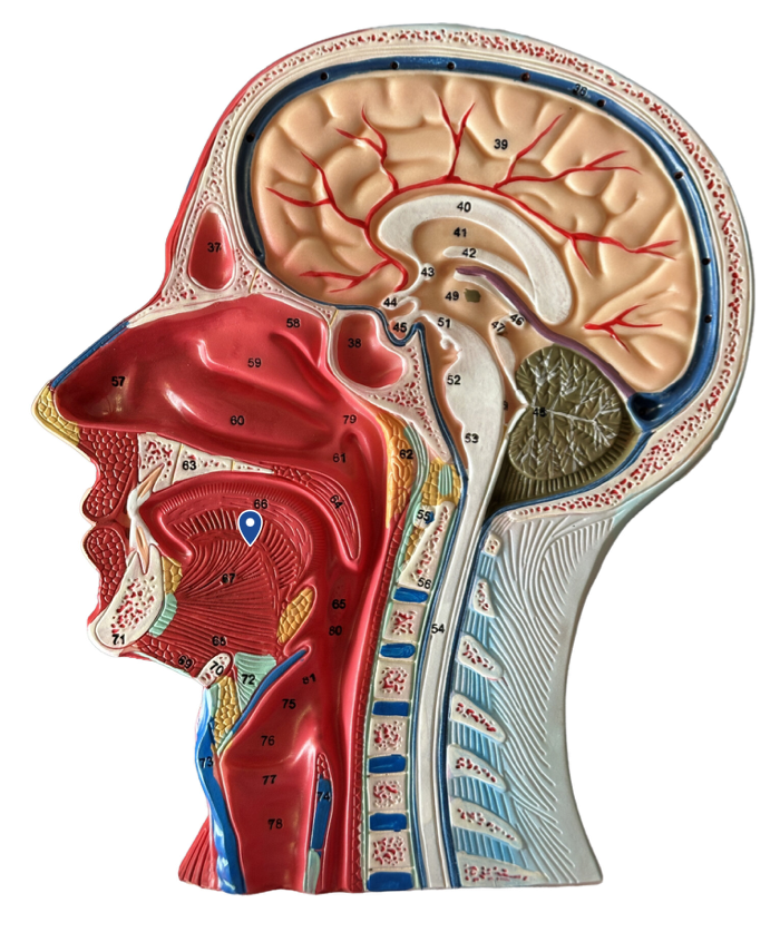 <p>Name this organ.</p>