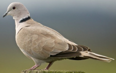 <p>Species, family, order?</p>