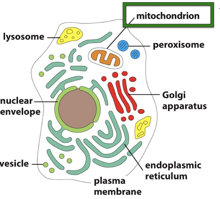 <p>Mitochondria </p>