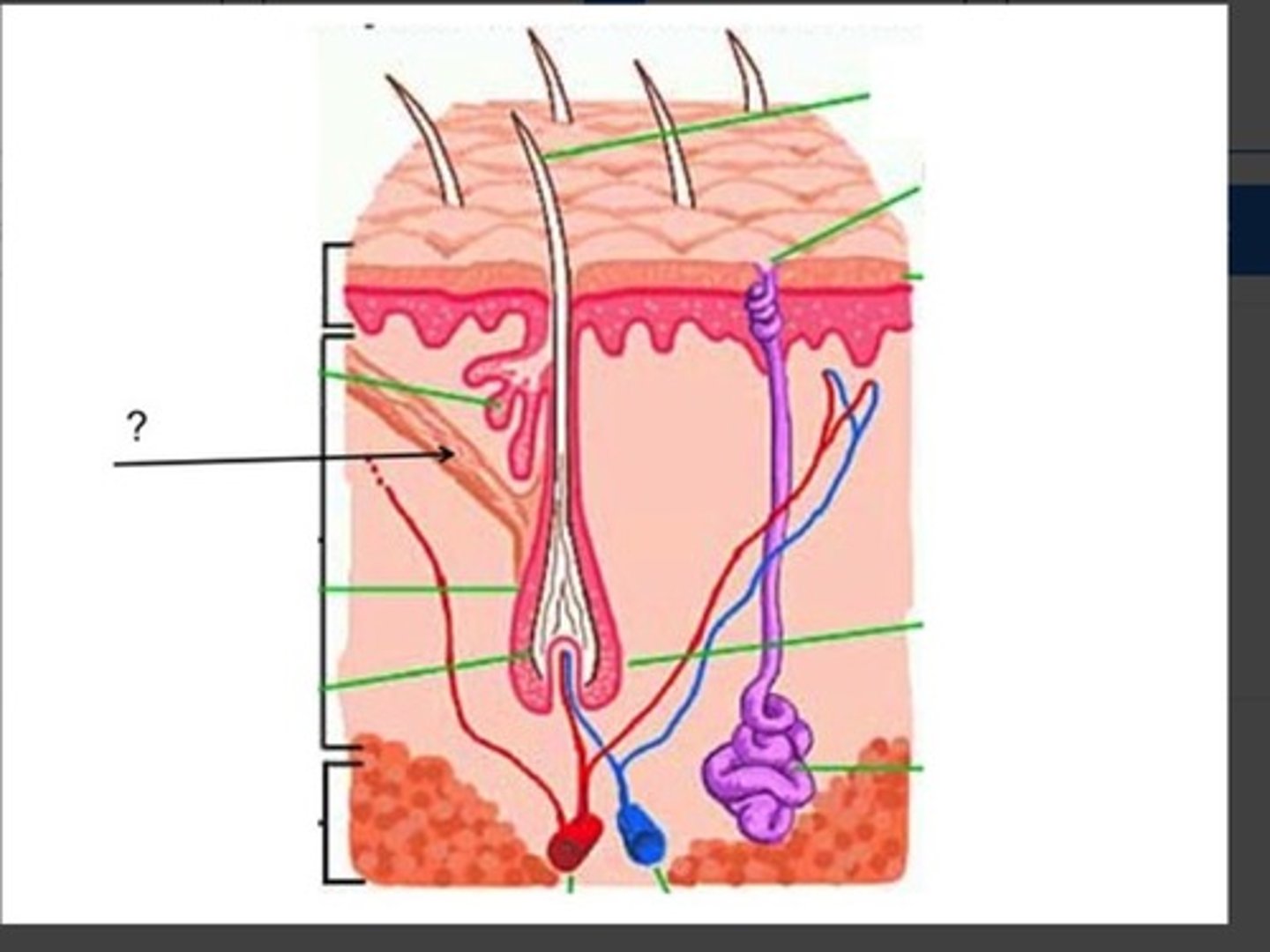 <p>small bands of smooth muscles that connect each side of the hair follicle to the dermal tissue, cause hair to stand on end when frightened or cold(goosebumps)</p>