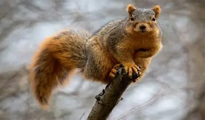 <p>Fox Squirrel</p>