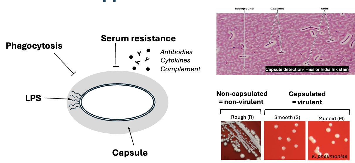 <p>Capsule, most are composed of polysaccharides, but some are composed of polypeptides </p>