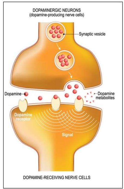 <ul><li><p>Gene: sepiapterin reductase gene (SPR) </p></li><li><p>Associated Diseases: Dopa-responsive dystonia and Sepiapterin reductase deficiency </p></li><li><p>Mutation: Point mutation – base substitution (A>T)</p></li><li><p>Effect on translated protein: premature stop – <span style="color: rgb(252, 173, 56);"><strong>nonsense </strong></span>(Lys>Stop)</p></li><li><p>Sepiapterin reductase is an enzyme required for the synthesis of key neurotransmitters dopamine and serotonin </p></li><li><p>Deficiency: Symptoms include involuntary muscle contractions (dystonia), muscle stiffness, tremors, problems with coordination and balance (ataxia), and involuntary jerking movements</p></li></ul><p></p>
