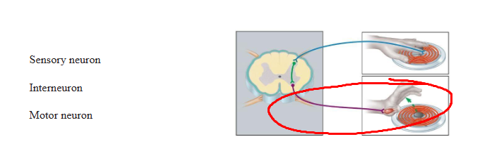 <p>what neuron type pathway</p>