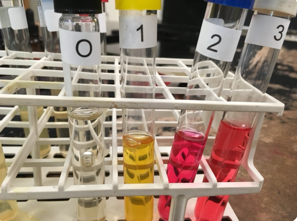 <p>A bacterium is inoculated into a phenol red <em>lactose</em> broth. The result is <em>no gas but </em>acids formed. Which of the following tubes shows it correctly?</p><p>a. 0</p><p>b. 1</p><p>c. 2</p><p>d. 3</p>