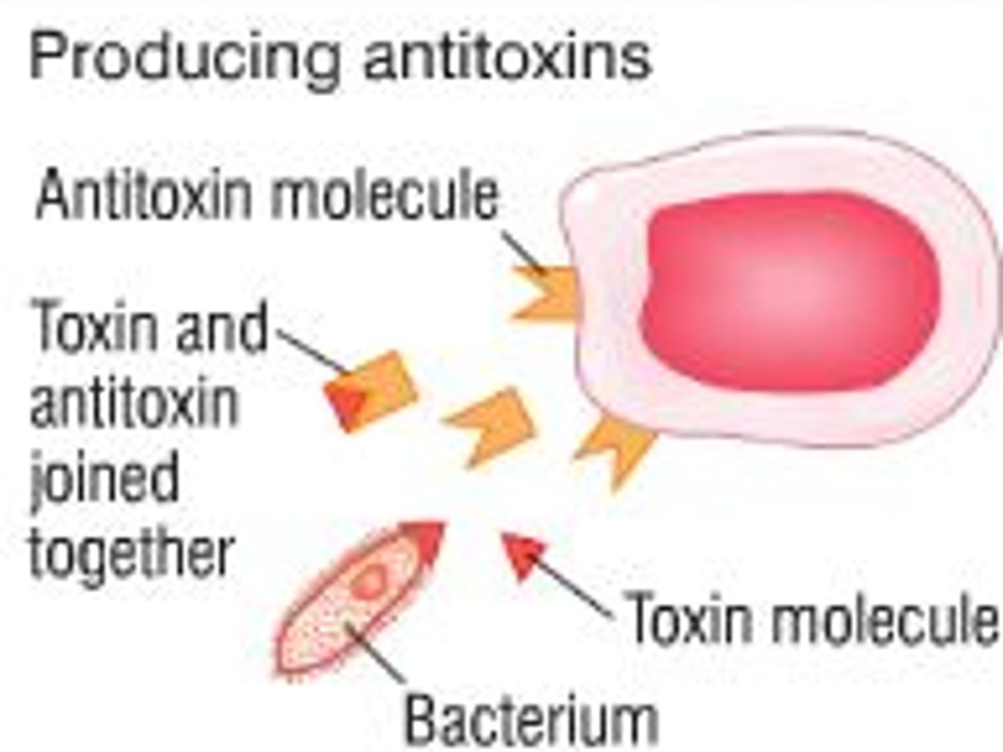 <p>An antibody that binds to molecules released by pathogens, neutralising any harmful substances</p>