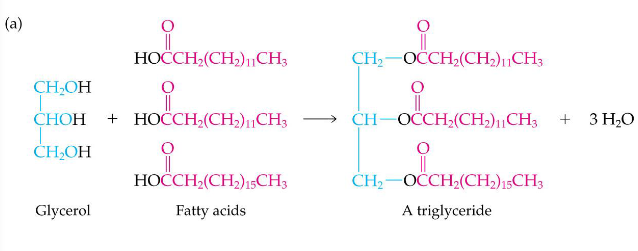 <p>= triglyceride, een glycerol met daarop 3 vetzuurketens veresterd</p>