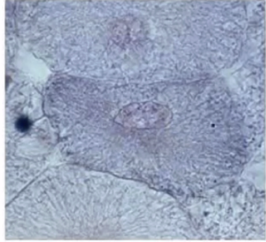 <p><span style="background-color: transparent;">Interphase</span></p>