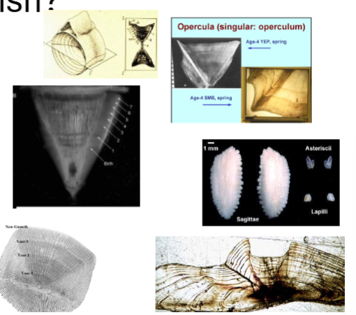 <p>shark vertebrae (count)</p><p>bones</p><p>scales (not accurate, only good for young fish)</p><p>otoliths</p><p>basically any bony part</p>