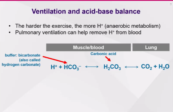 <ul><li><p>Intense exercise will produce lactate and protons due to anaerobic work</p></li><li><p>Bicarbonate buffer will combine with these protons to form carbonic acid</p></li><li><p>Carbonic acid then travels into the blood, and falls apart into CO"2 and water</p></li><li><p>CO2 will be removed as breathing occurs</p></li></ul><p></p>