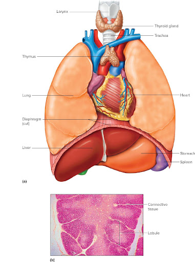 <p>The thymus is located in the <strong>mediastinum</strong>, posterior to the upper sternum.</p>