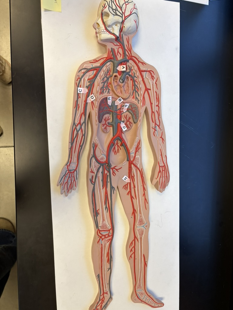 <p>B. identify this blood vessel</p>