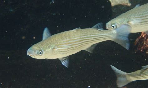 <p>Oedalechilus labeo </p>