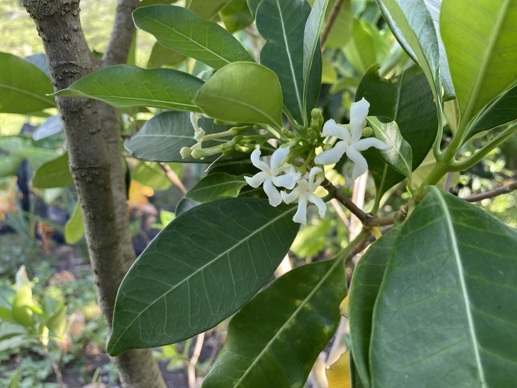 <p><strong>Common Name</strong>: <span style="background-color: transparent; font-family: "Helvetica Neue", sans-serif;">Pandakaki</span></p><p><strong>Parts Used</strong>: <span style="background-color: transparent; font-family: "Helvetica Neue", sans-serif;">Leaves, root, stem, and bark</span></p><p><strong>Use/s</strong>: Stomach and intestinal affections; induce menstruation, hasten parturition, reduce swellings</p><p><strong>Major Metabolites</strong>: <strong><u>(Indole) alkaloids</u></strong>, terpenoids, phenols, tannins</p>