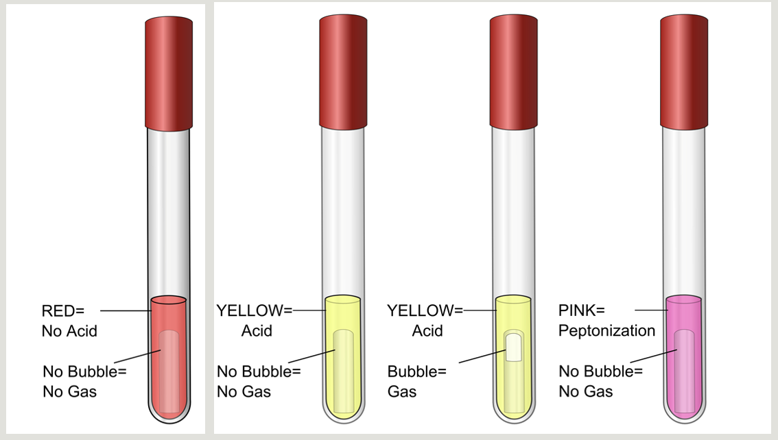 <p>red: original state</p><p>cerise: peptone degradation releases ammonia</p><p>yellow: positive for fermentation of the sugar</p>