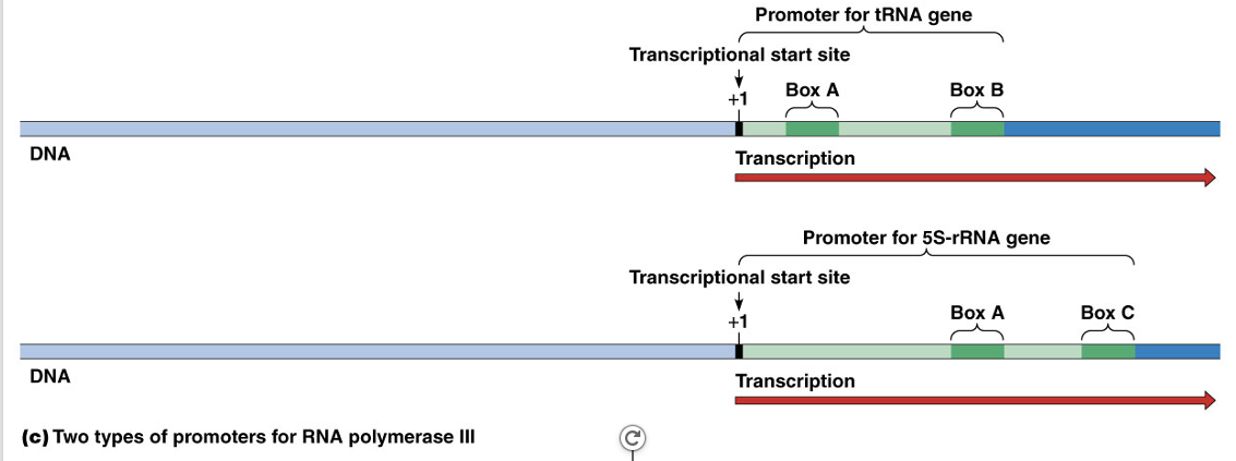 <ul><li><p><span>Transcriptional start site is at upstream end of promoter</span></p></li><li><p style="text-align: left;"><span>Consensus sequences are all transcribed into <strong>RNA</strong></span></p></li></ul><p></p>