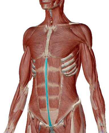 <p>what muscle is this </p>
