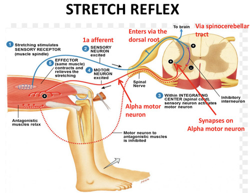 <p>Stretch reflex</p>