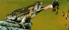 <p>organism that obtains energy from the foods it consumes; also called a consumer</p>