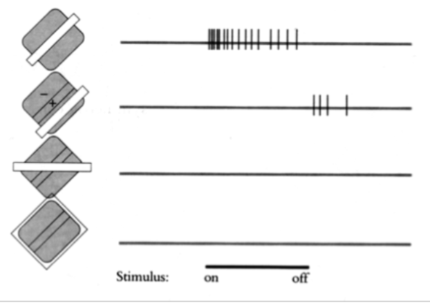 <ul><li><p><span style="background-color: transparent;">Orientation and position selectivity (predicted from the arrangement of on and off areas)</span></p></li></ul><p></p>