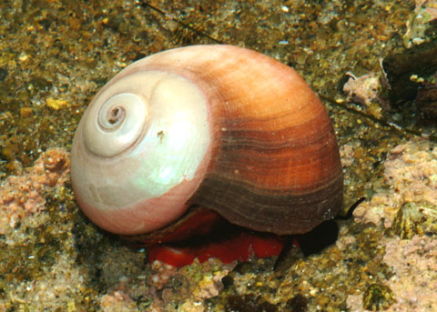 <p>Norris’s Top Snail</p>