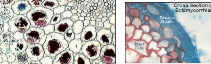 <p><span style="background-color: transparent;">What symbiotic association is shown? (Phylum Glomeromycota)</span></p><p><span style="background-color: transparent;">What organisms participate in this association? How do they help each other? </span></p><p><span style="background-color: transparent;">What are the two types of mycorrhizae? Which type does this organism have?</span></p>