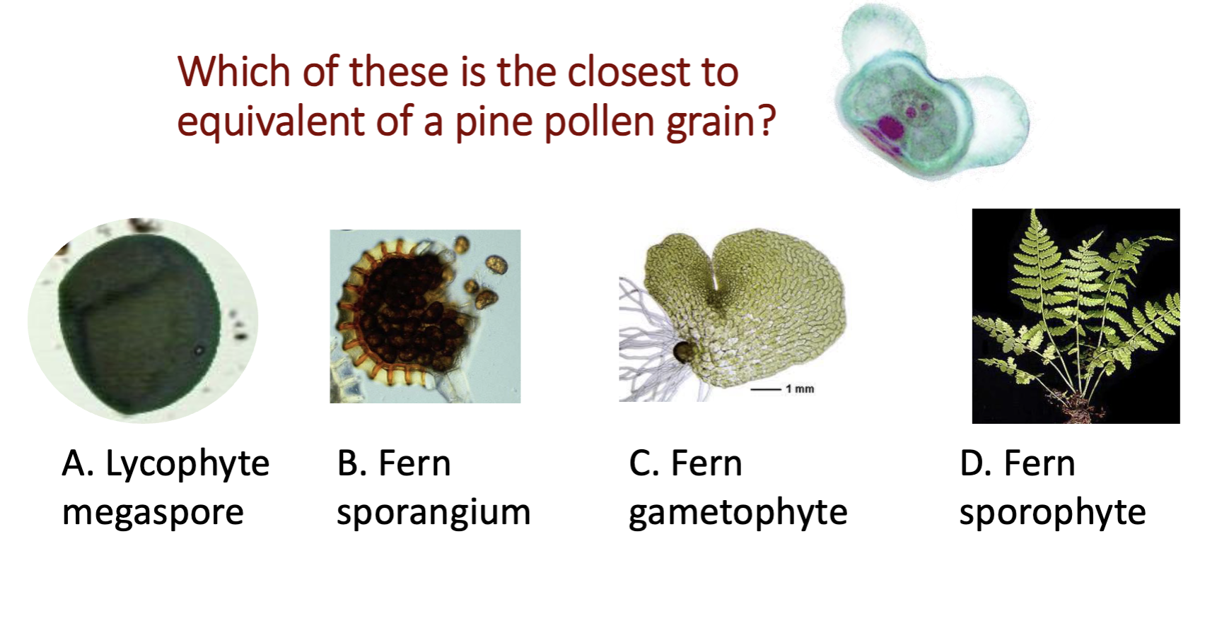 <p>A, B, C or D?</p>