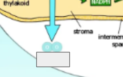 <p>photosynthesis cycle: name the step</p>