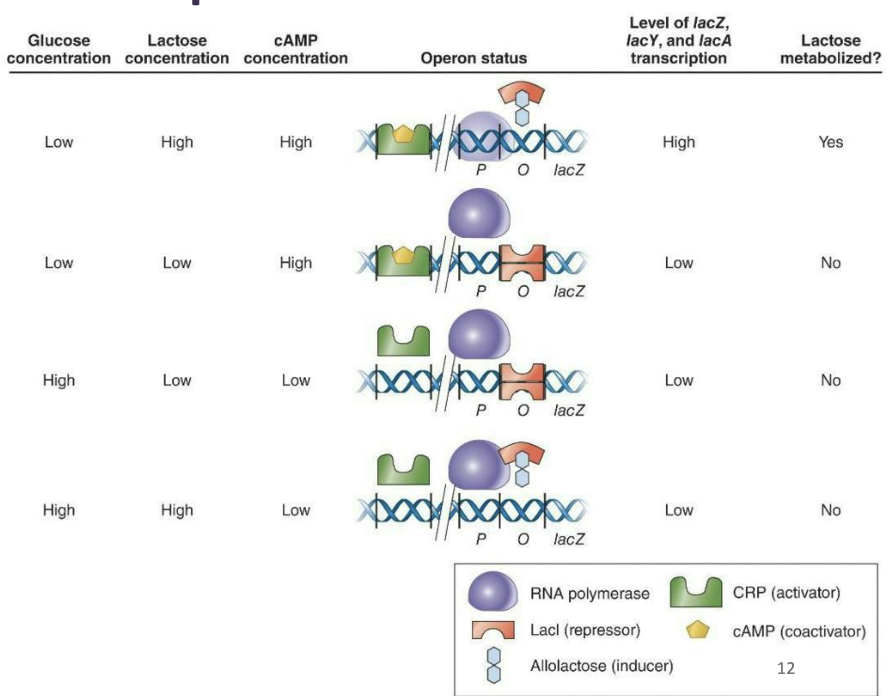 <ul><li><p><strong><em>Positive control of transcription</em></strong></p><ul><li><p>The <em>lac</em> operon represents a composite of control methods.</p></li><li><p>This complexity allows for the best control if multiple sugar types are present.</p></li><li><p>The binding of <strong><em>Lacl by allolactose</em></strong> and <strong><em>CRP by cAMP </em></strong>regulate expression of the lac operon so that maximal expression occurs in the presence of lactose and absence of glucose</p></li></ul></li></ul><p></p>