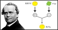 <p>His quantitative data from pea plants showed that traits are passed from parents to offspring in predictable ways.</p>