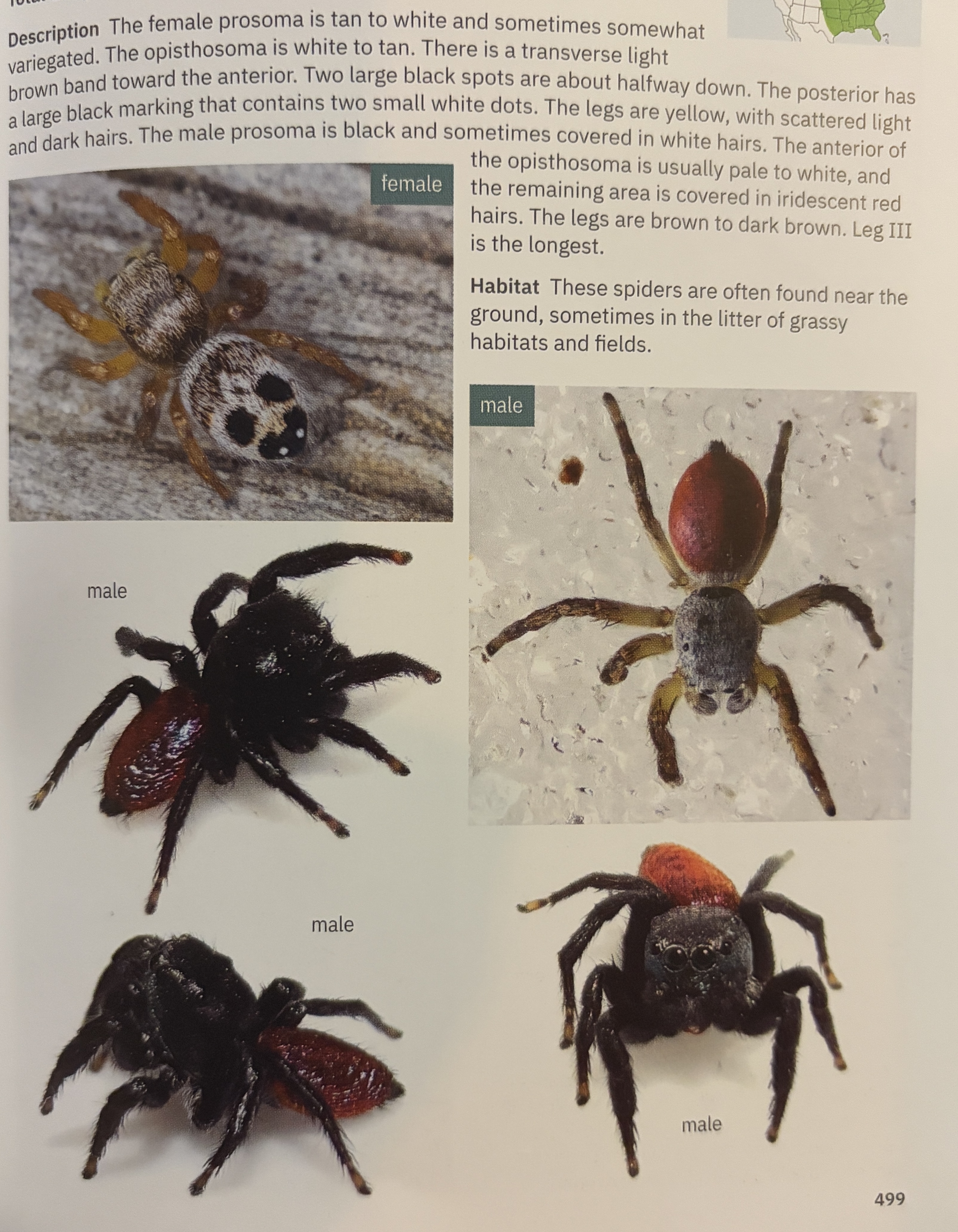 <p>Habronattus decorus - “paradise spider”</p><p>family: Salticidae</p>