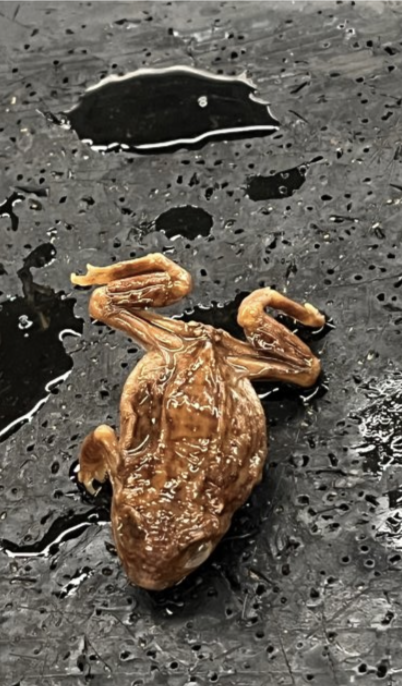 term image