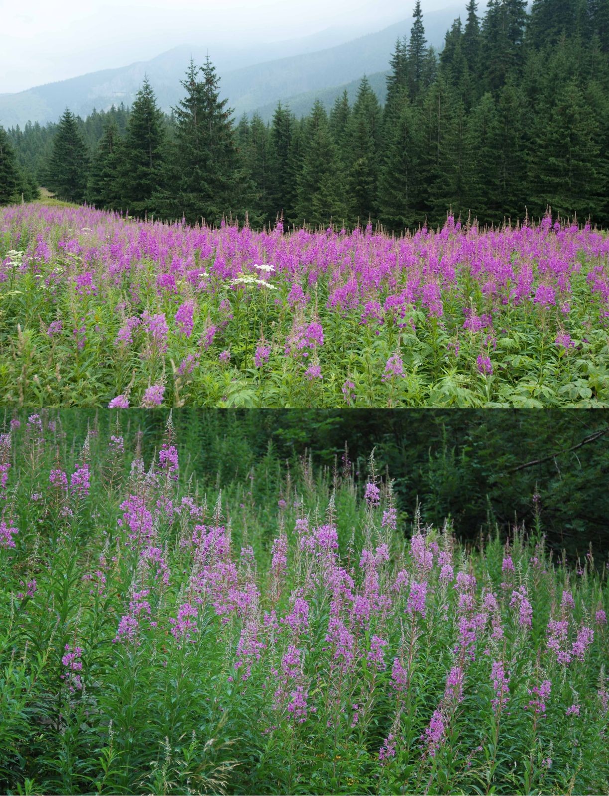 <p>Klasa <strong>EPILOBIETEA ANGUSTIFOLII </strong></p>