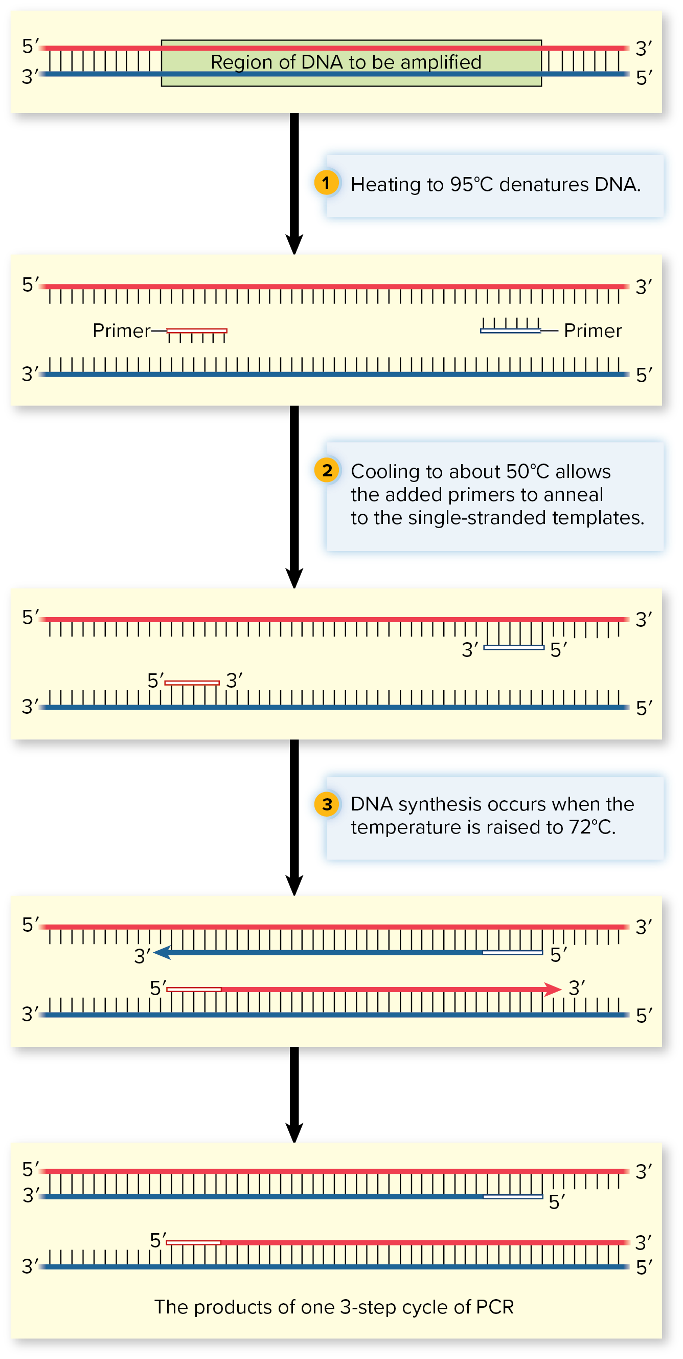<p><u>The Three Step Amplification Cycle of PCR:</u></p><ol><li><p><mark data-color="purple" style="background-color: purple; color: inherit;">[___]</mark>: DNA strands split by heat (~95 C)</p></li><li><p><mark data-color="purple" style="background-color: purple; color: inherit;">Annealing</mark>: primers anneal/bind to target DNA sequence (~50-60 C)</p></li><li><p><mark data-color="purple" style="background-color: purple; color: inherit;">Extension</mark>: DNA synthesis by Taq polymerase (~68-72 C)</p></li></ol><p></p>