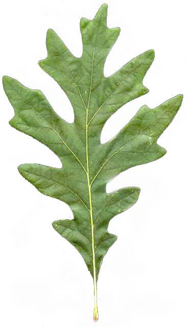 <p>margin with distinct, deeply cut indentations or projections forming rounded or pointed lobes</p>
