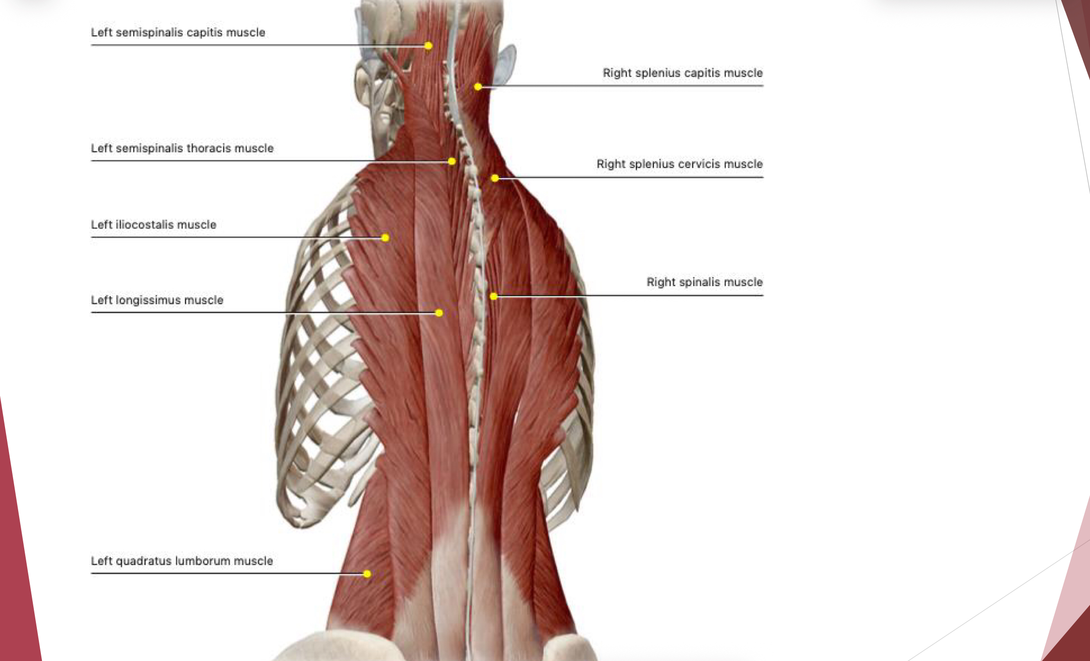<ul><li><p>thoracis- extends spine </p></li><li><p>cervicis- extends head </p></li></ul><p></p>