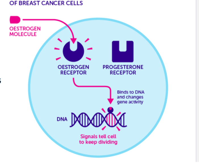 <p>hormonal anti-cancer agent that is a <strong>selective estrogen receptor antagonist </strong></p><p>blocks estrogen binding in estrogen sensitive cancer cells in breast tissue </p>