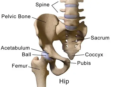 <p>coccyx</p>