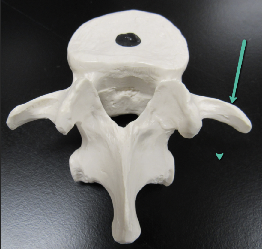 <p><span><strong>Identify the bone marking indicated by the pointer.</strong></span></p>