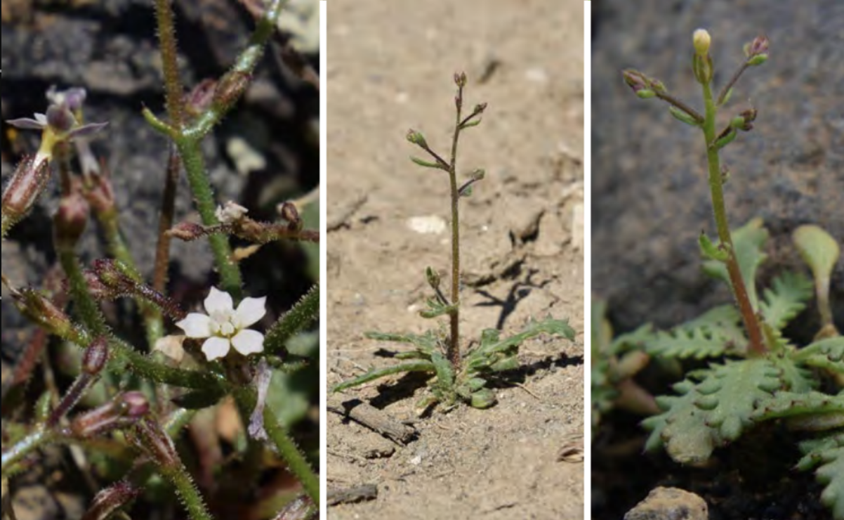 <ul><li><p>Sand gilia</p></li><li><p>Phlox family</p></li></ul><p></p>