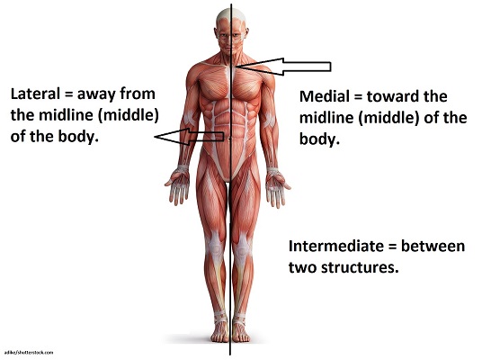 <p>between more meidal and more lateral</p>