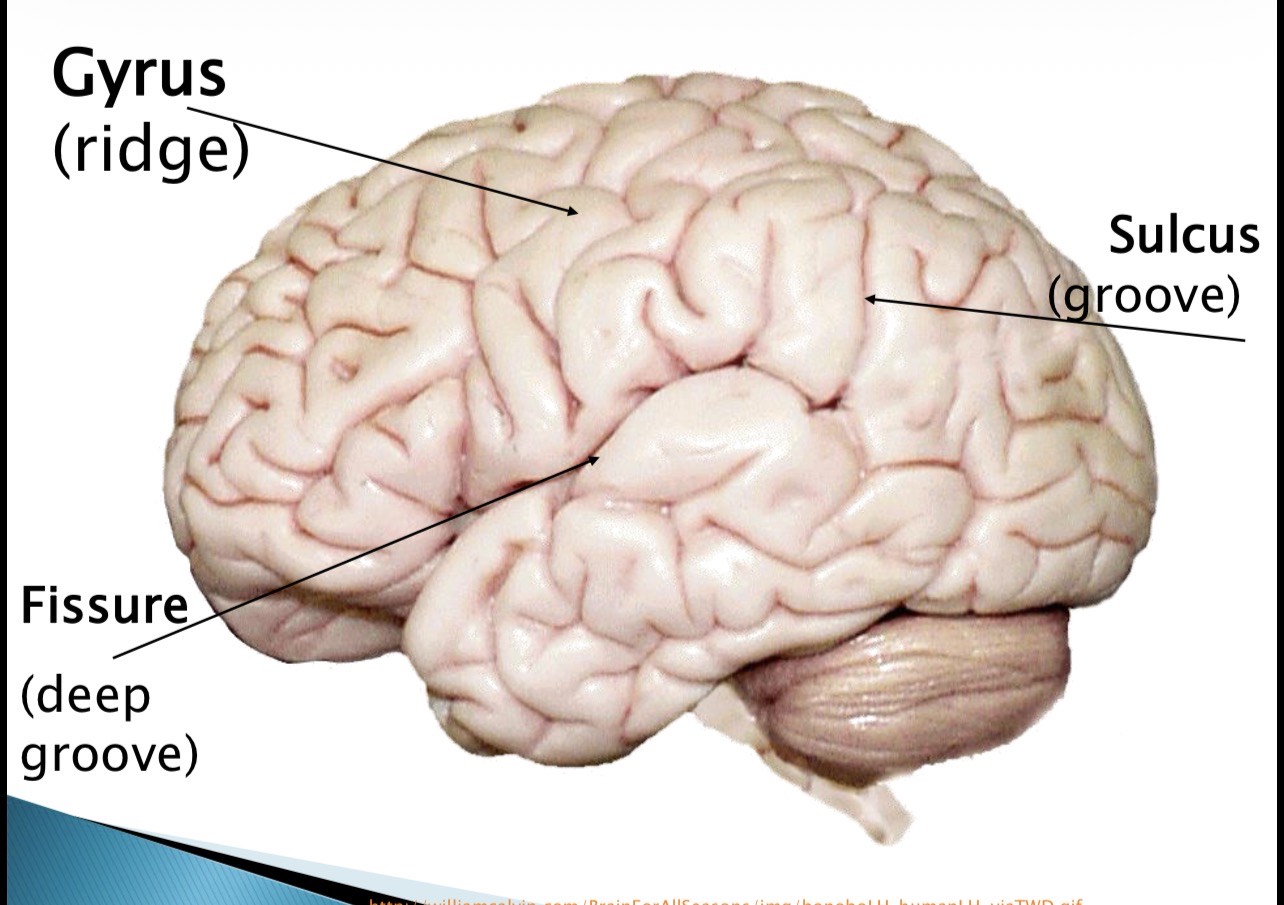<p>5 cerebral features of the cortical surface </p>
