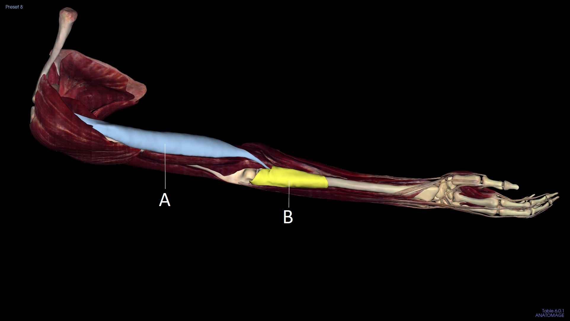 <p>A</p>