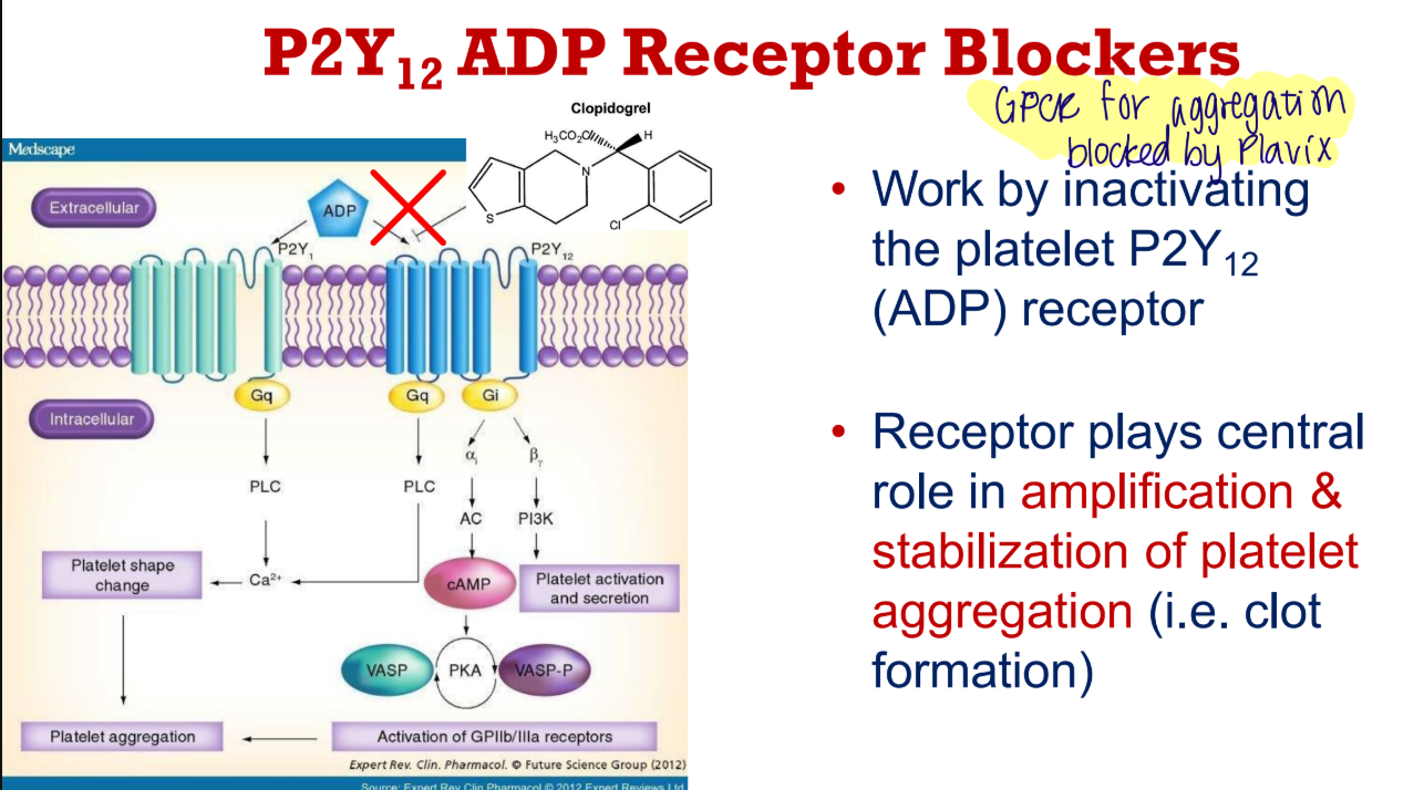 <p>Clopidogrel (Plavix) works by inactivating the platelet P2Y12 ADP receptor, which is responsible for amplification and stabilization of platelet aggregation and clot formation (see pic)</p>