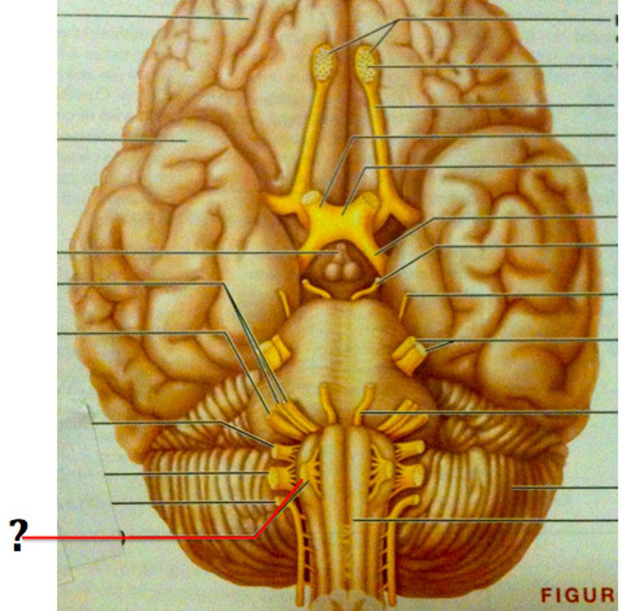 <p>Cranial Nerve XII</p><p>*purely somatic motor</p><p>*controls tongue skeletal muscles</p>