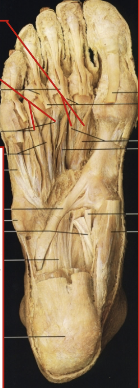 <p>What muscle, layer, action and innervation is this?</p>